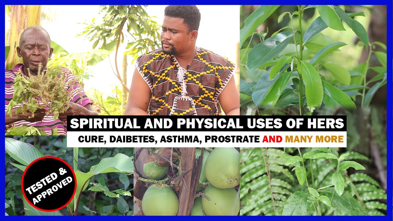 MUST WATCH:-  Spiritual & Physical Benefits Of Herbs like, mahogany.. cure Diabetes,  Asthma, etc🔥🔥🔥