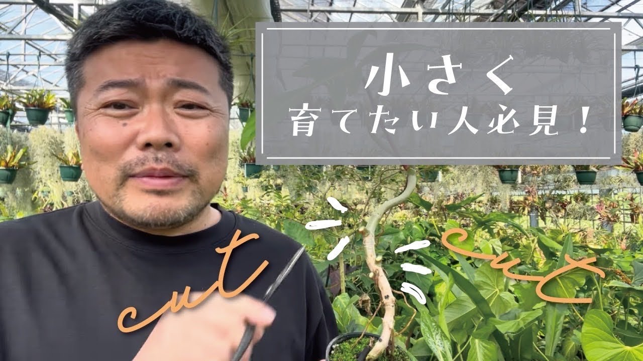 葉っぱを切る理由を解説