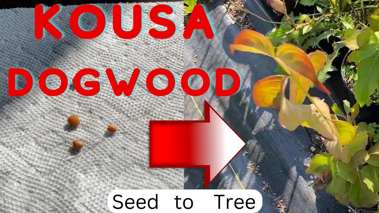 How to Grow Kousa Dogwood from Seed Start to Finish