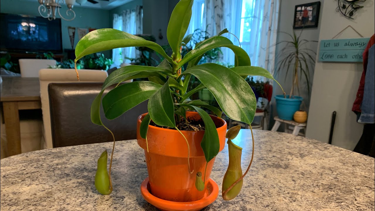 Pitcher Plant | Nepenthes Care | Look at These Pitchers Grow!