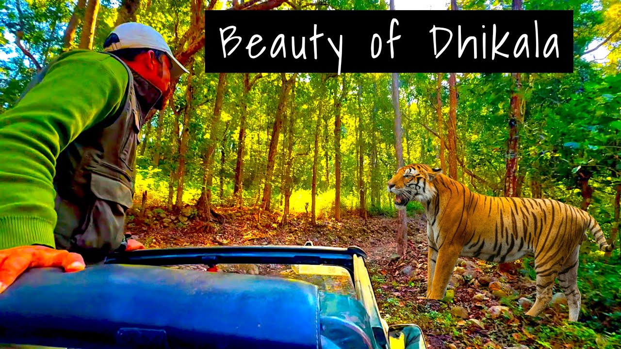 MOST DANGEROUS Stretch Jim Corbett? No One Shows You This Road Gairal to Dhangarhi Full Jungle Drive