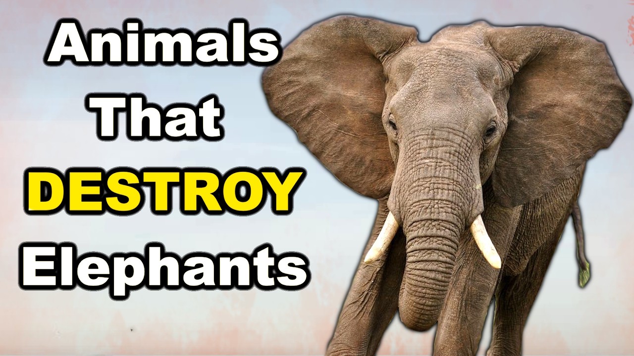 6 Prehistoric Animals That Could DESTROY An Elephant