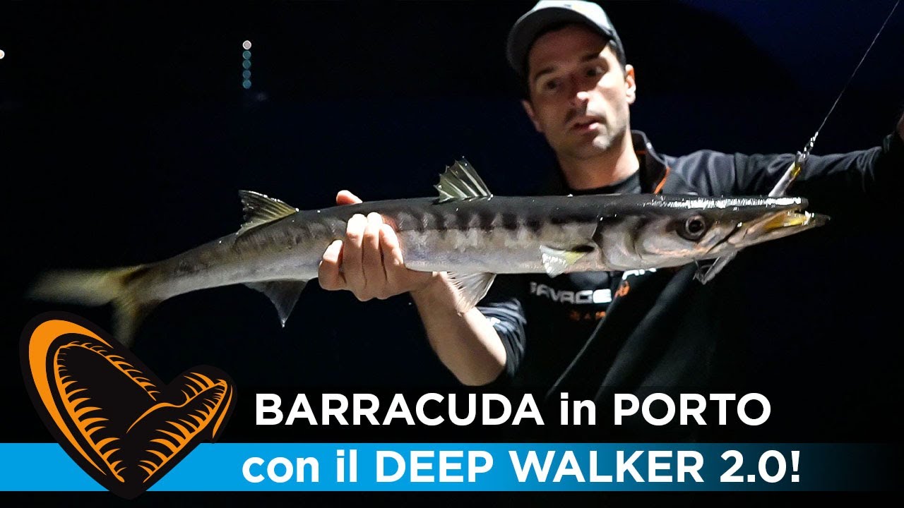 CONSIGLI per la pesca al BARRACUDA in porti profondi -