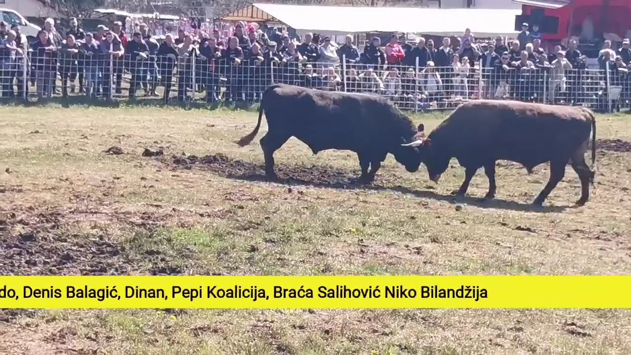 Uživo prvi krug Sanica