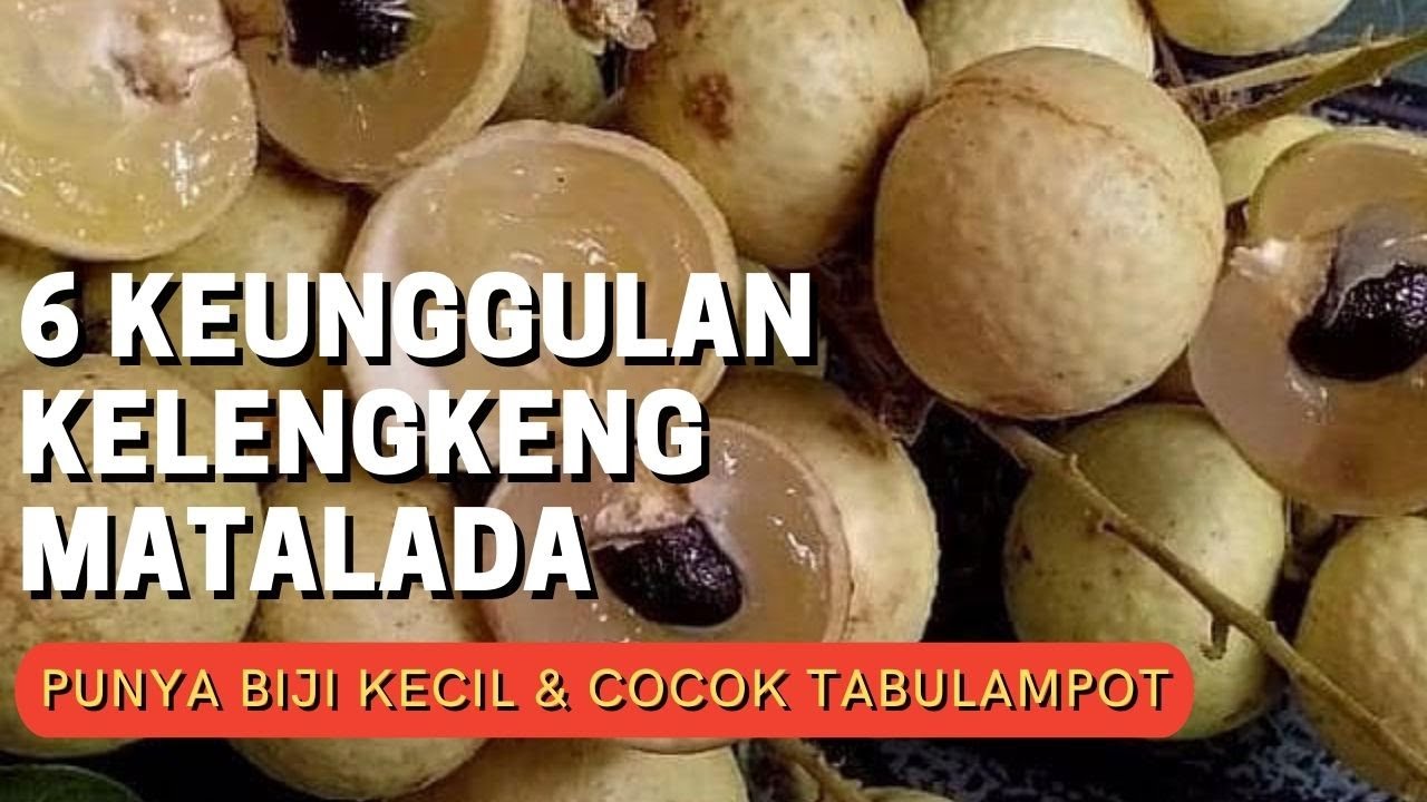 6 KEUNGGULAN KELENGKENG MATALADA I MEMILIKI UKURAN BIJI KECIL DAN COCOK UNTUK TABULAMPOT