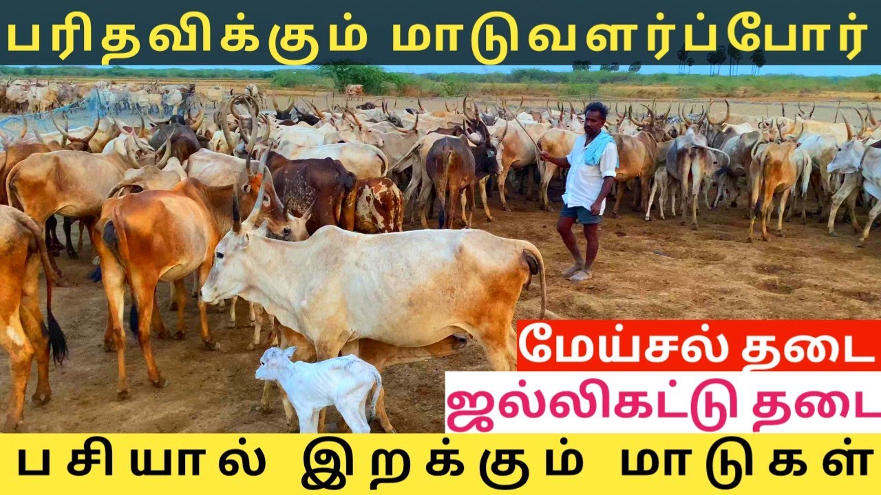 #BreakingNews #ஜல்லிகட்டுதடை #ரேக்ளாதடை #மேய்சலுக்கும்தடை இனி ஜல்லிகட்டுக்கு ஒரு கன்று கிடைக்காது