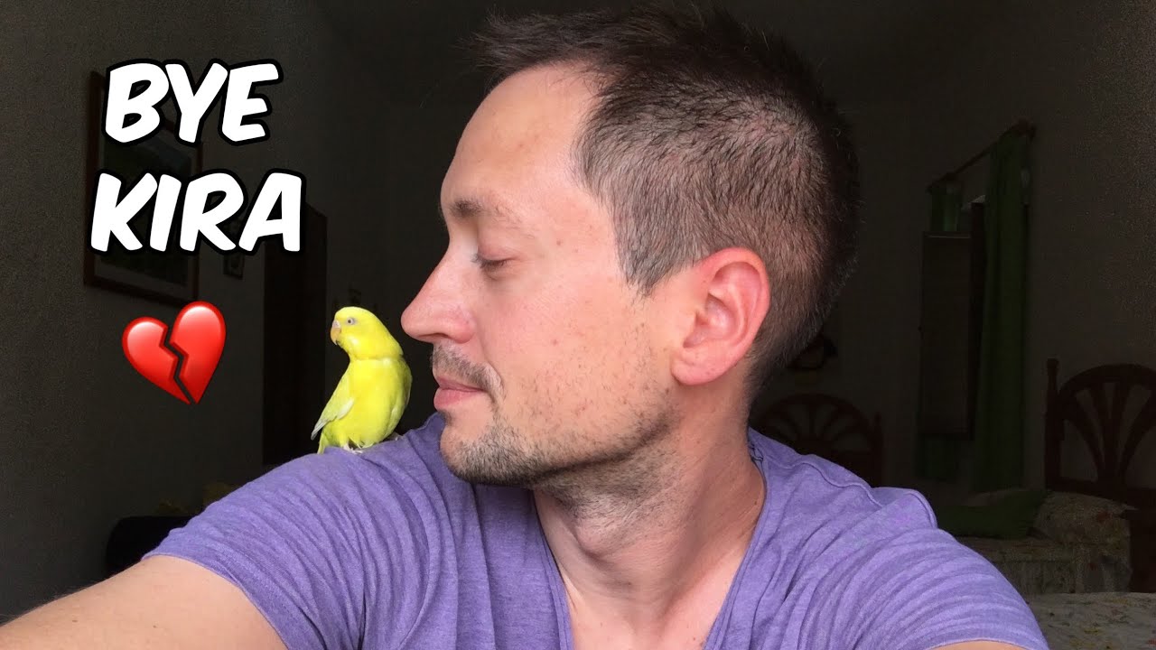 My budgie Kira's life