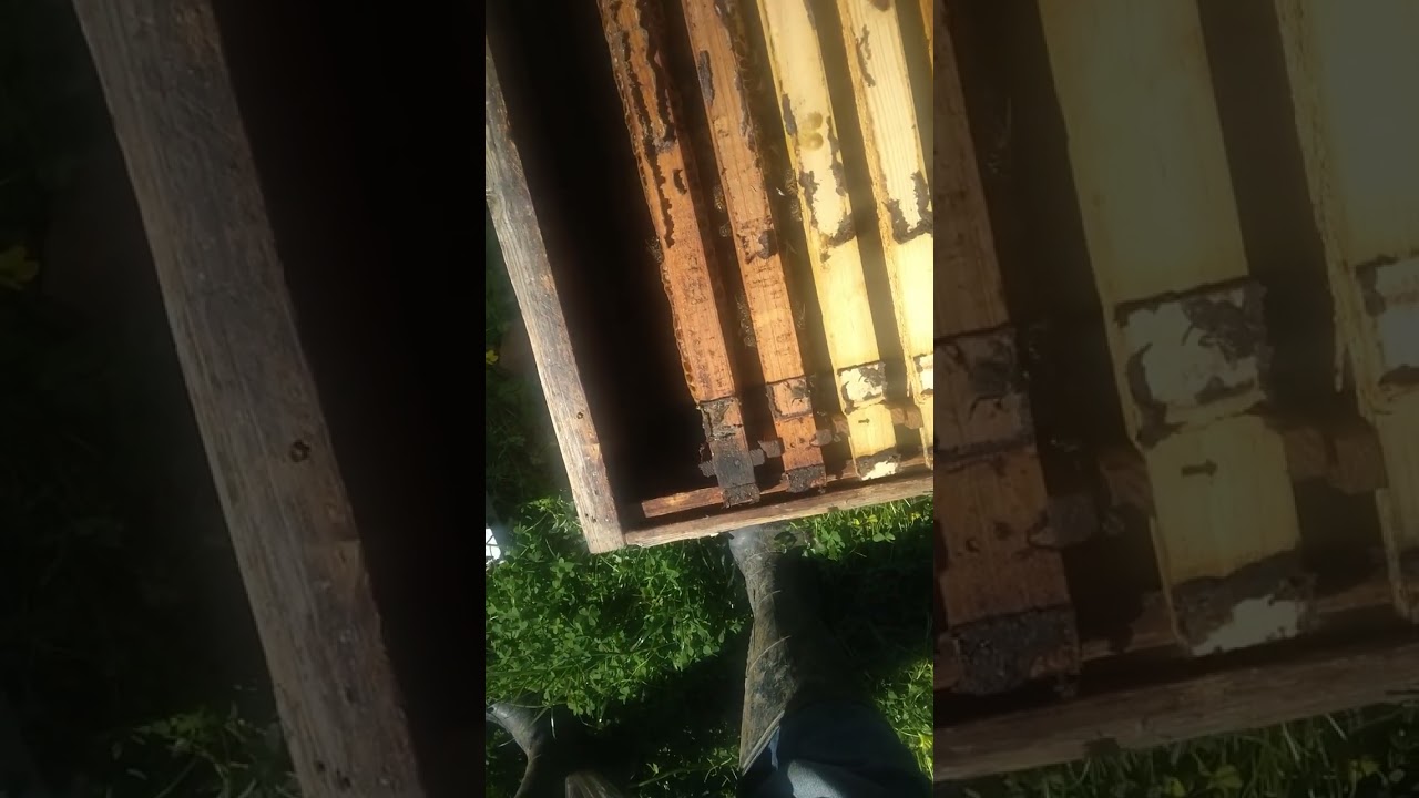 Déplacement d une ruche Vérification d un ruchier