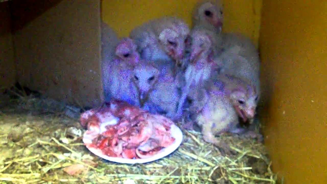 Barn Owls eating