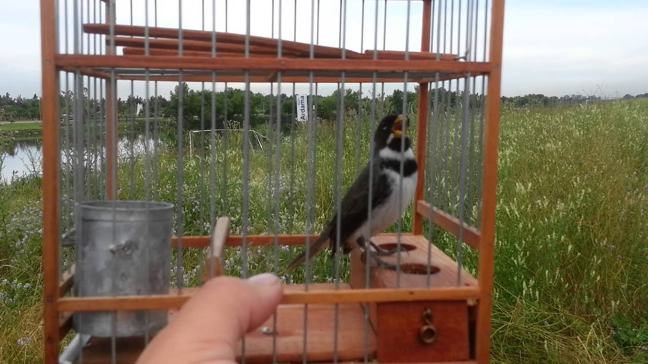 coleiro no mato (Corbata El Cuba)