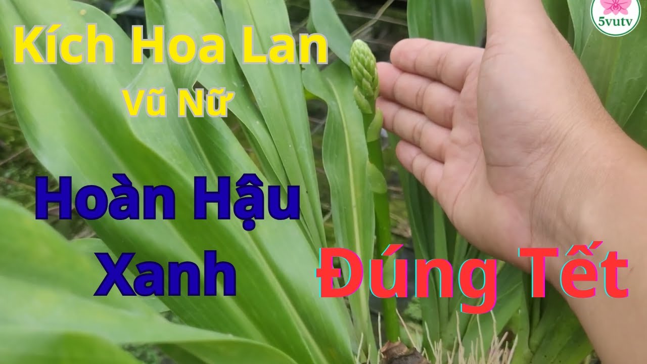 B&iacute; Quyết K&iacute;ch Hoa Lan Vũ Nữ Ho&agrave;n Hậu Xanh Đ&uacute;ng Tết- Bạn N&ecirc;n Biết