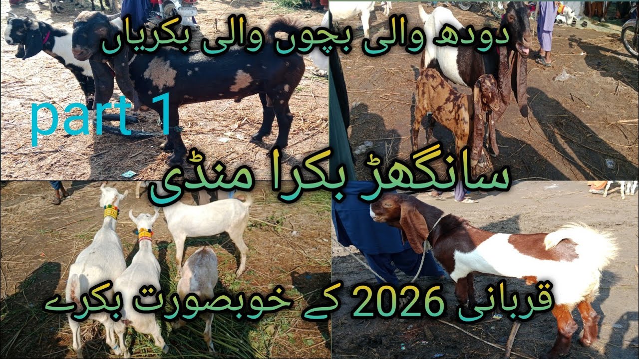 Sanghar Bakra Mandi new latest update Qurbani 2026 K khob sorat bakray or mix breed goats Date 2.10.