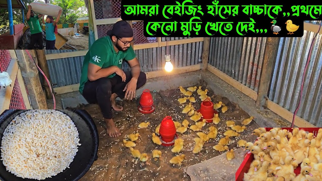 আমরা বেইজিং হাঁসের বাচ্চাকে,,প্রথমে কেনো মুড়ি খেতে দেই,,,🦆🐤