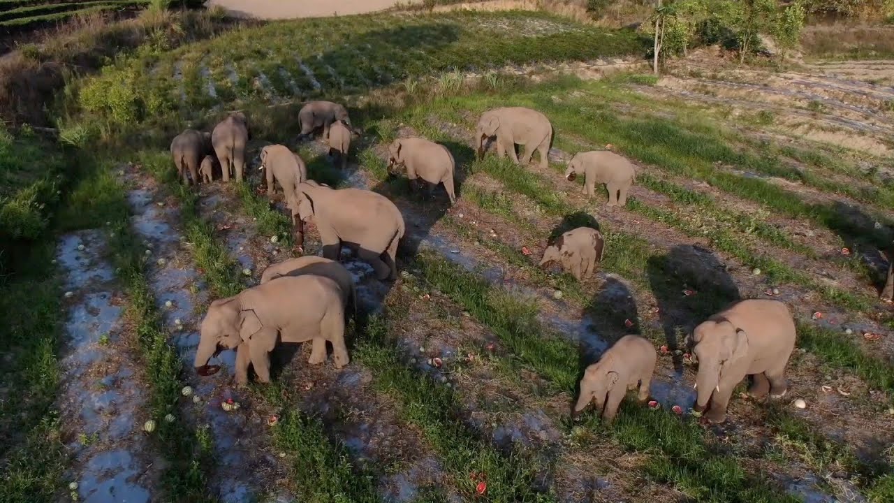 GLOBALink | China's star migrating elephants start new life with new families