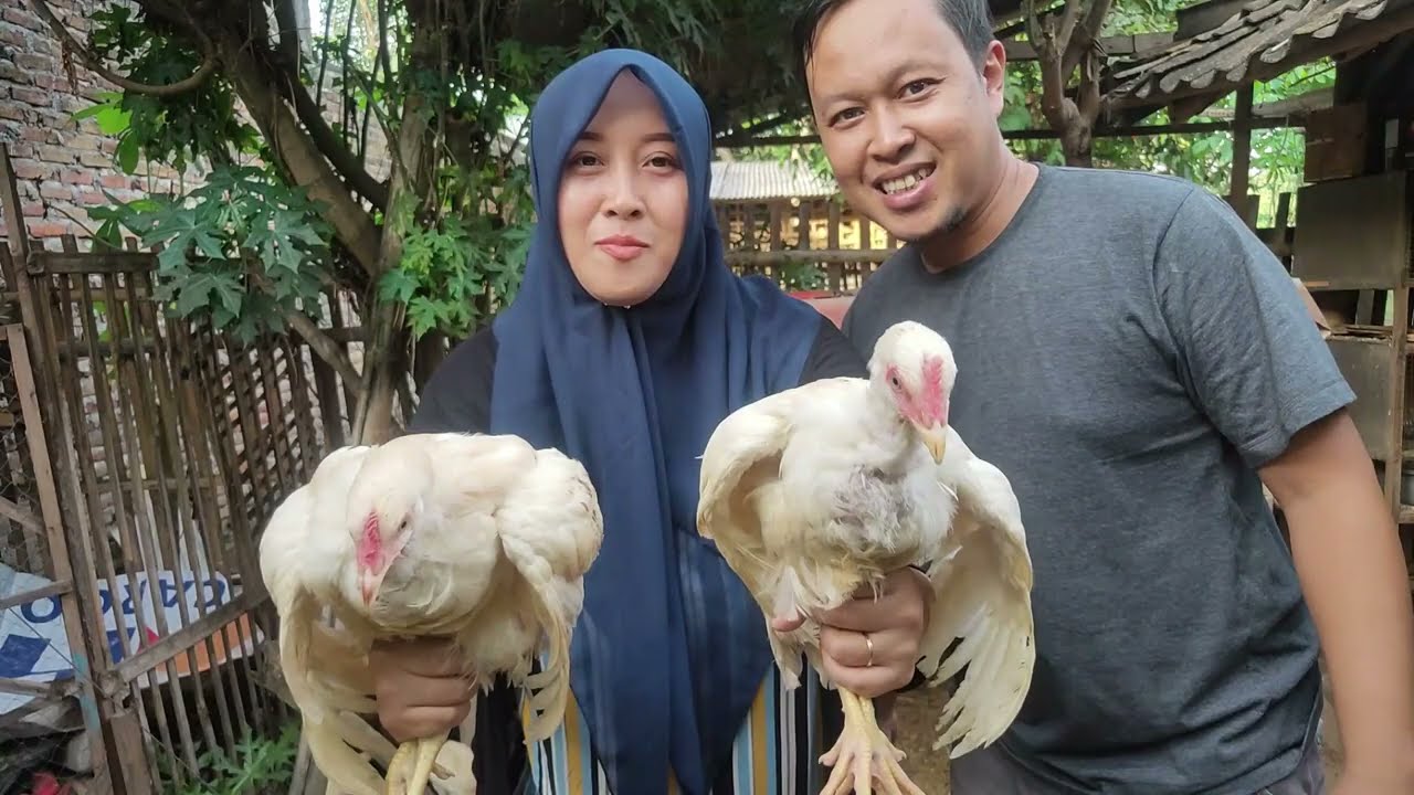 Yakin Mau Beli Ayam Warna Warni? Review Jujur setelah 4 Bulan Beli dari Pasar