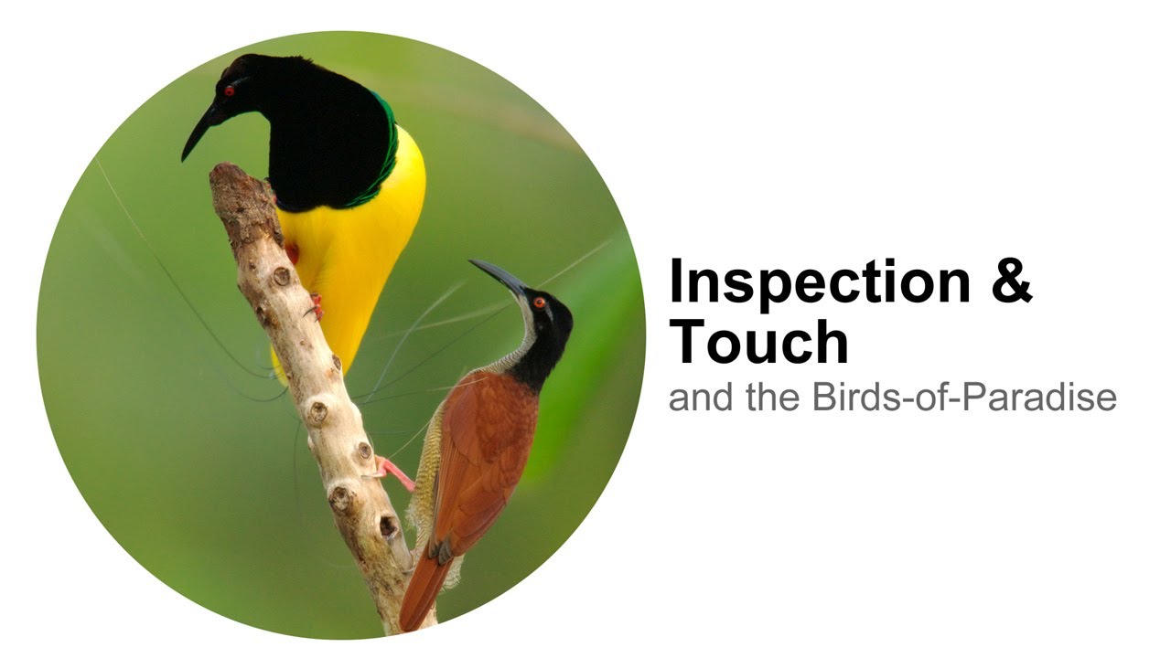 Inspection & Touch: and the Birds-of-Paradise