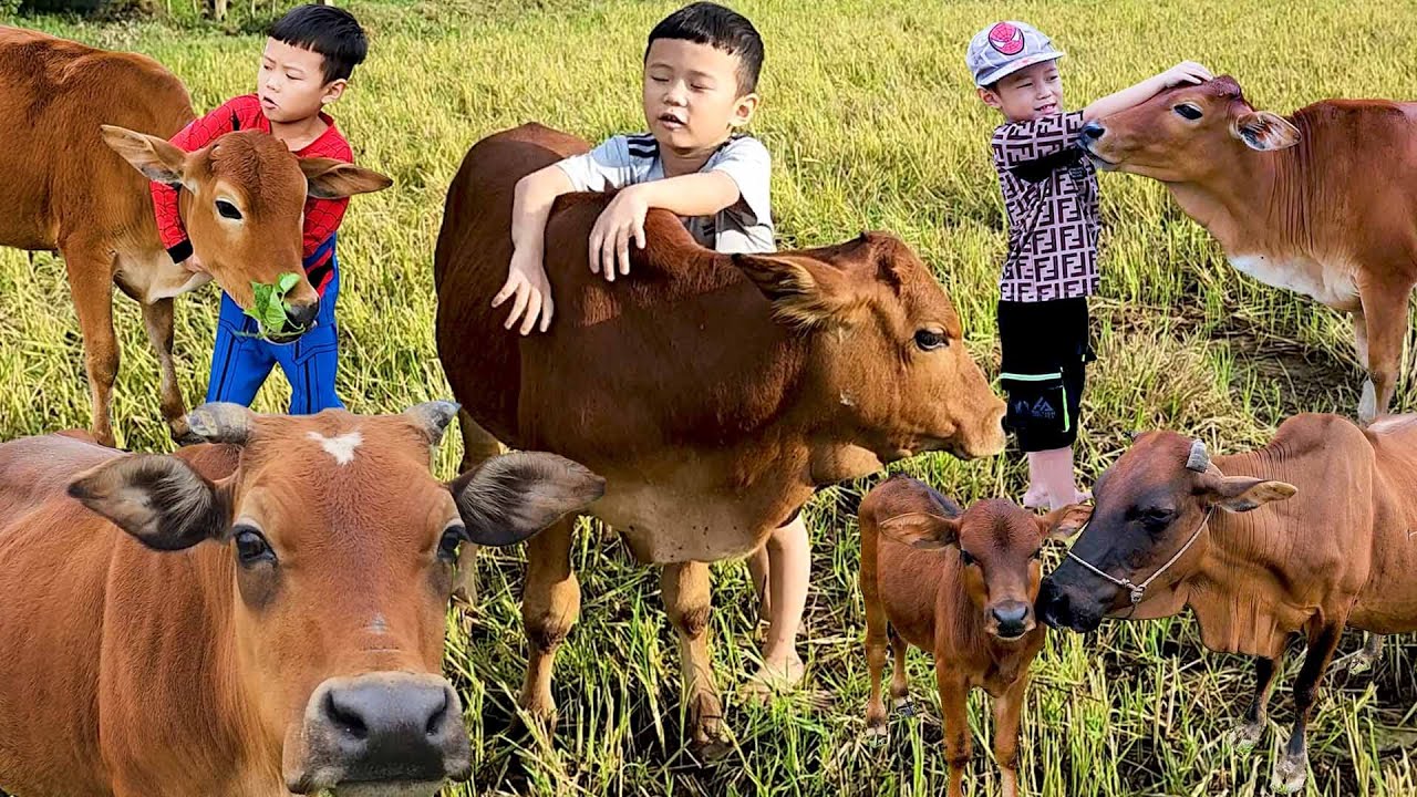 con b&ograve; -nhạc con b&ograve;  tổng hợp vui nhộn - li&ecirc;n kh&uacute;c nhạc con b&ograve; - cow
