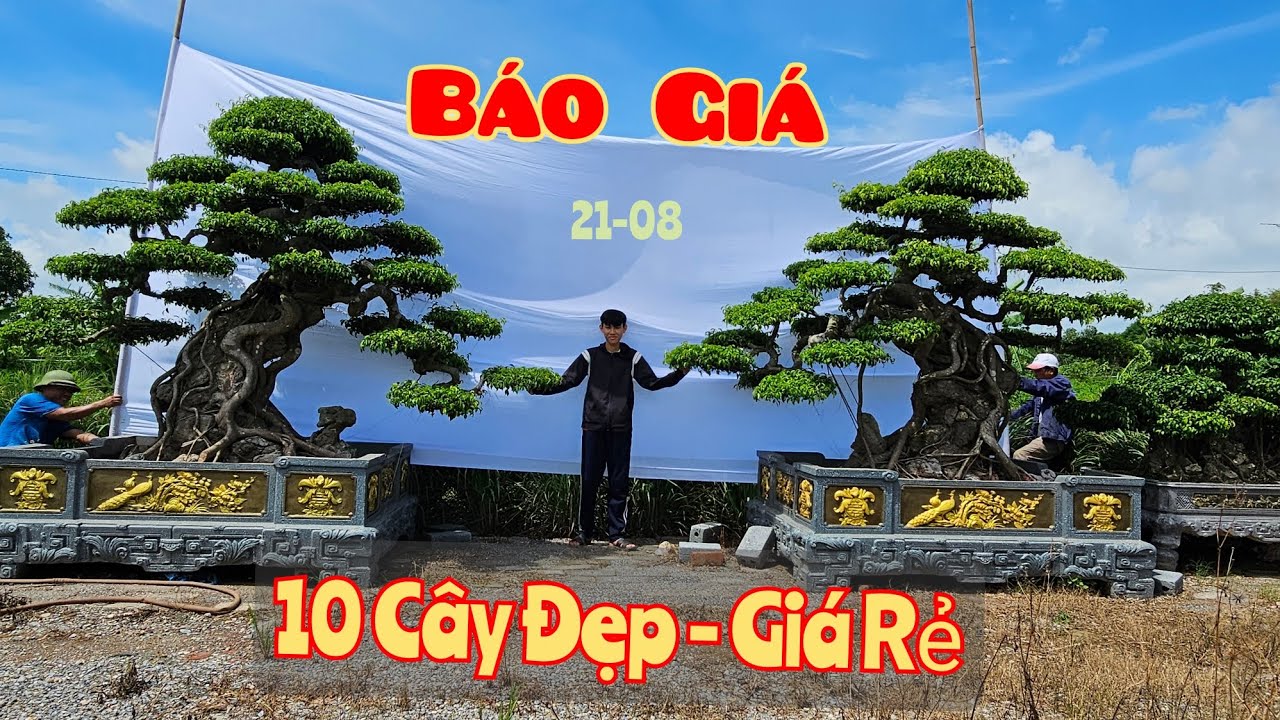 Báo Giá Công Khai 10 Cây Sanh Đẹp | Giá Rẻ Cho Anh Em Cùng Chơi Cây Cảnh