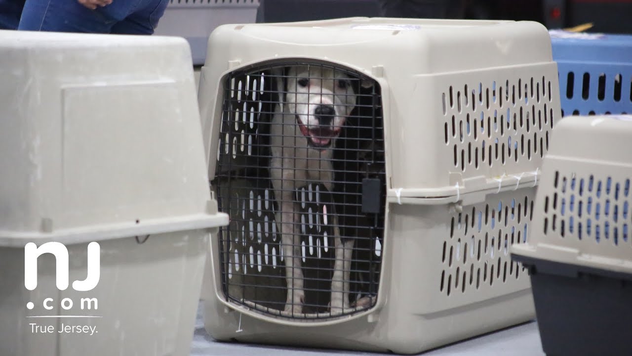Texas shelter dogs arrive in N.J. after Hurricane Harvey