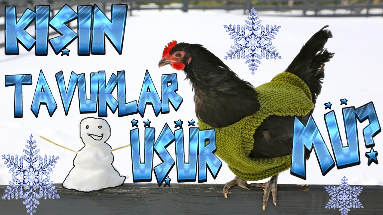 TAVUKLAR KIŞIN ÜŞÜR MÜ ?