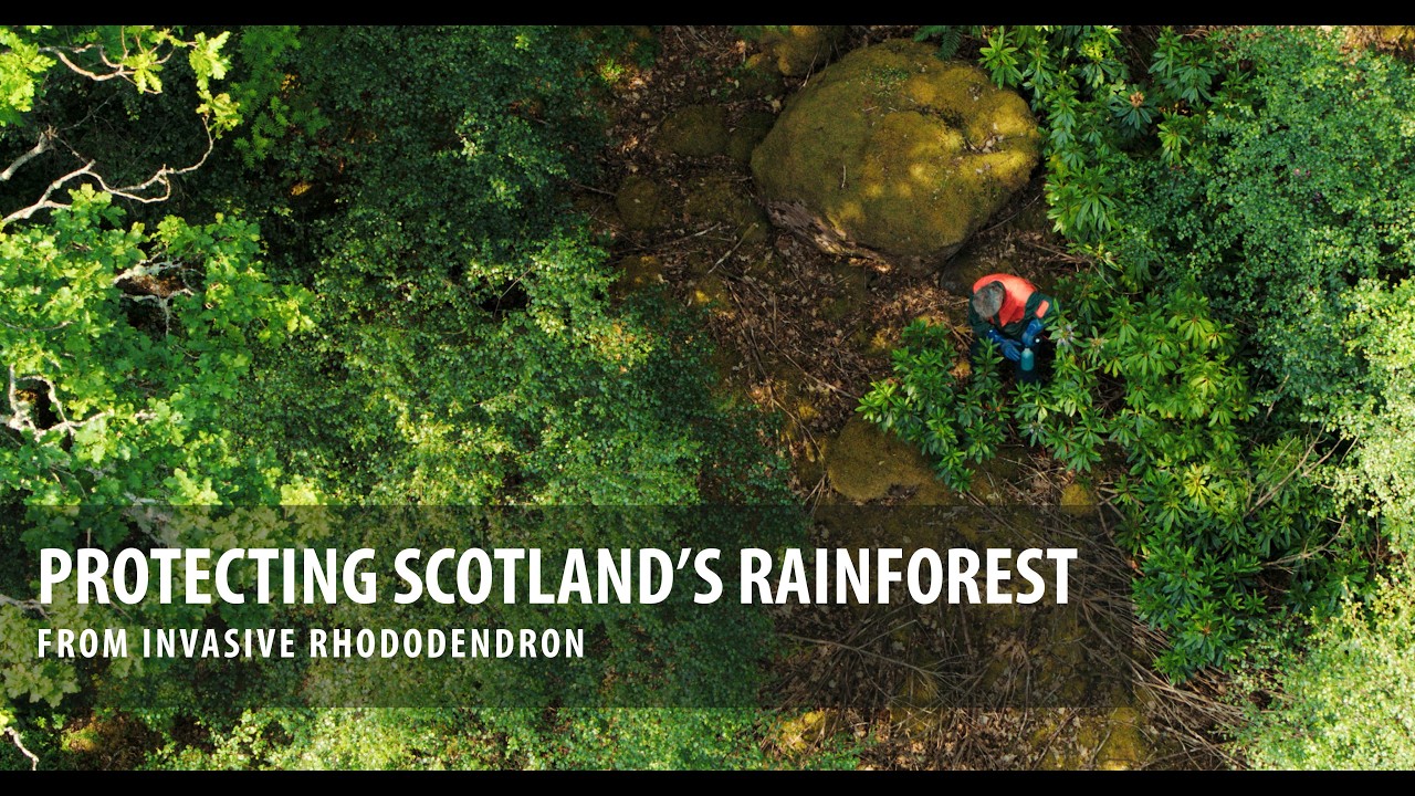 Protecting Scotland's Rainforests