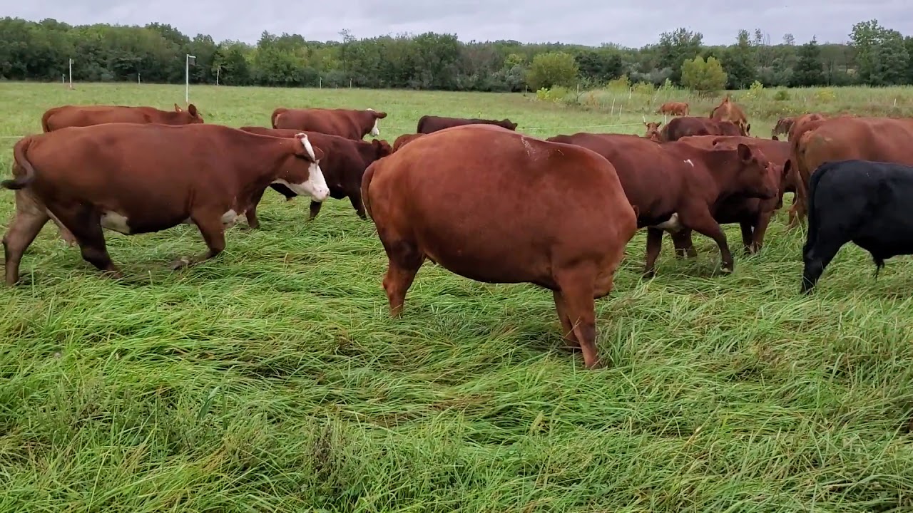 Greg Judy explains how not to feed hay by growing prime winter stockpile