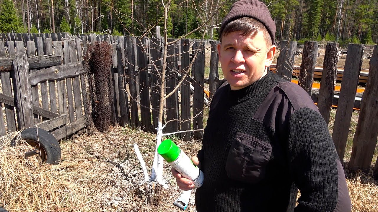 Эксперименты с яблоней, посылка с южными саженцами, и  другие рассадно огородные дела.