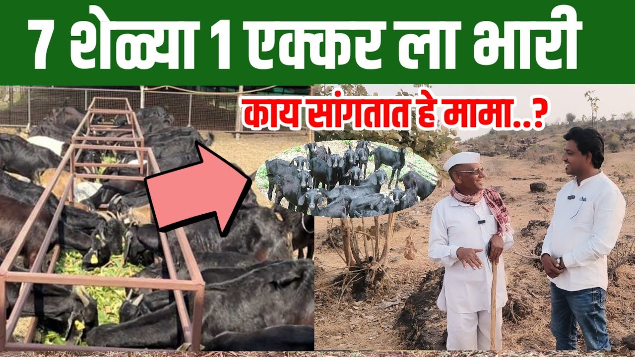 गावरान शेळीपालन माहिती | शेळीपालन कसे करावे | sheliPalan kase karave | sheliPalan mahiti marathi | 