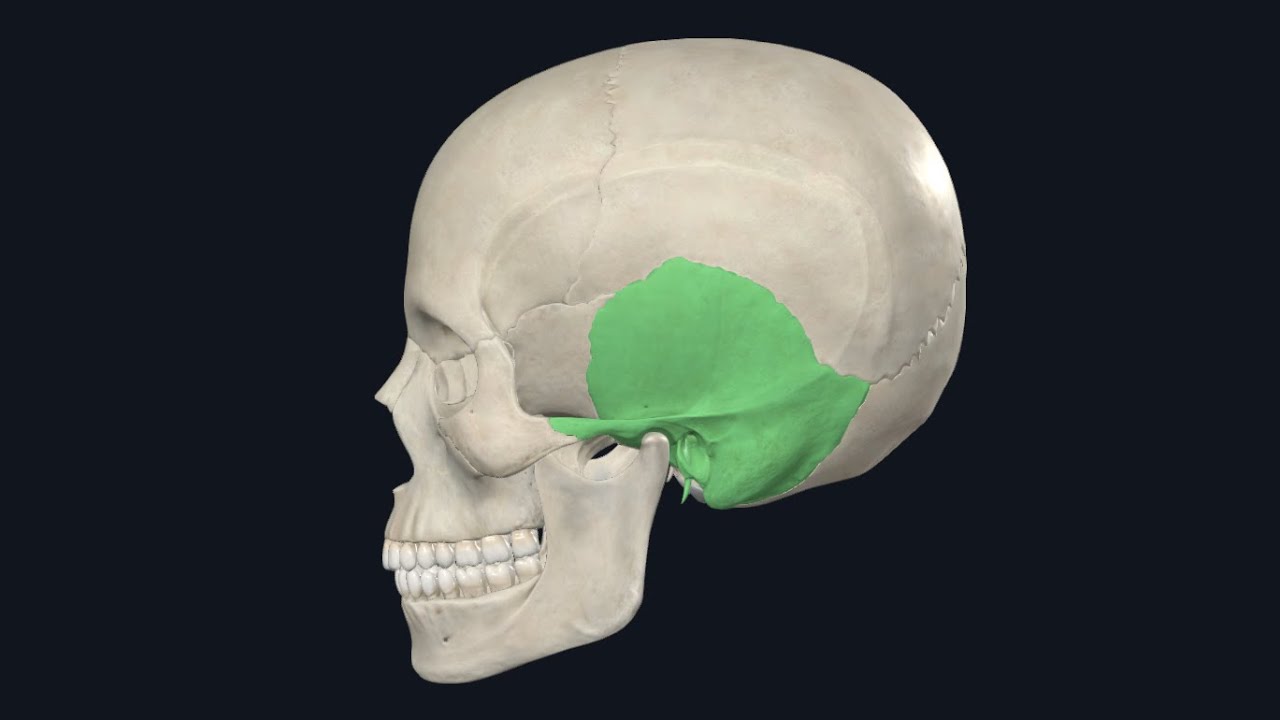 Temporal bone / العظم الصدغي