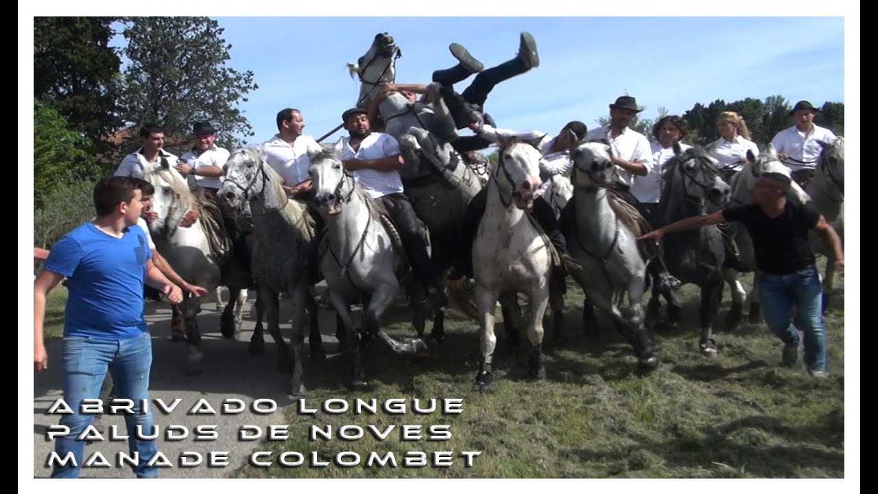 Abrivado Longue Paluds-de-Noves 10-05-2015