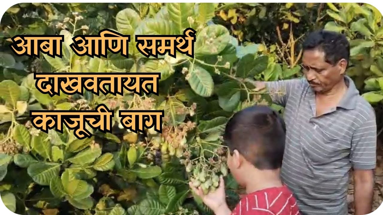 Cashew farm | Potakar Agro Farm | काजू बाग | २०२६ सीझन | 