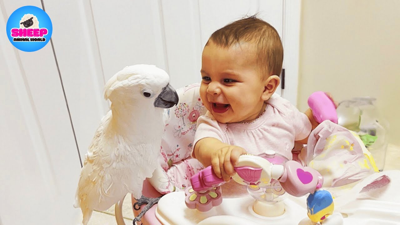 This Parrot Lived in Silence for Years… Until Baby Sophia Made Her Family