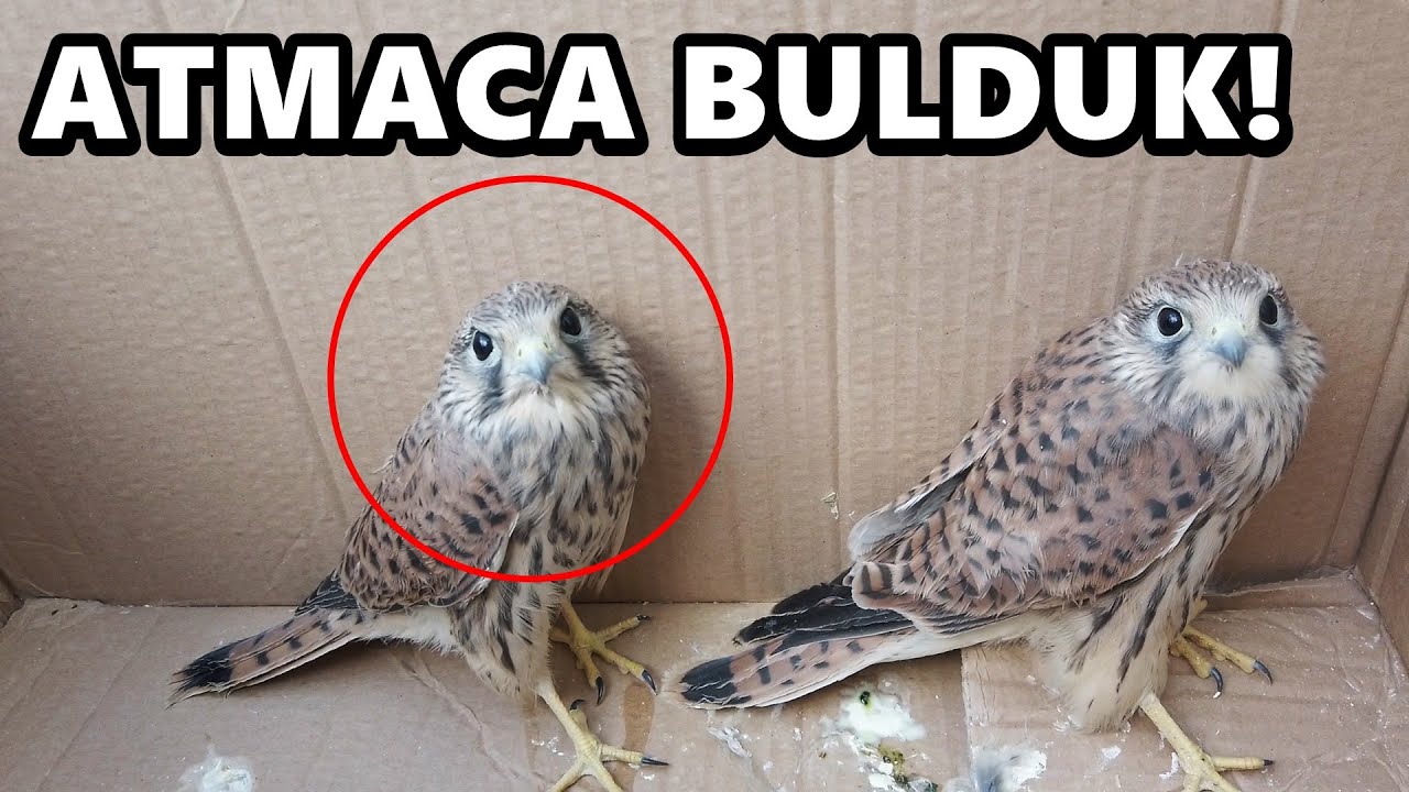 VAHŞİ ATMACA BULDUK! Yuvasına Bıraktık!