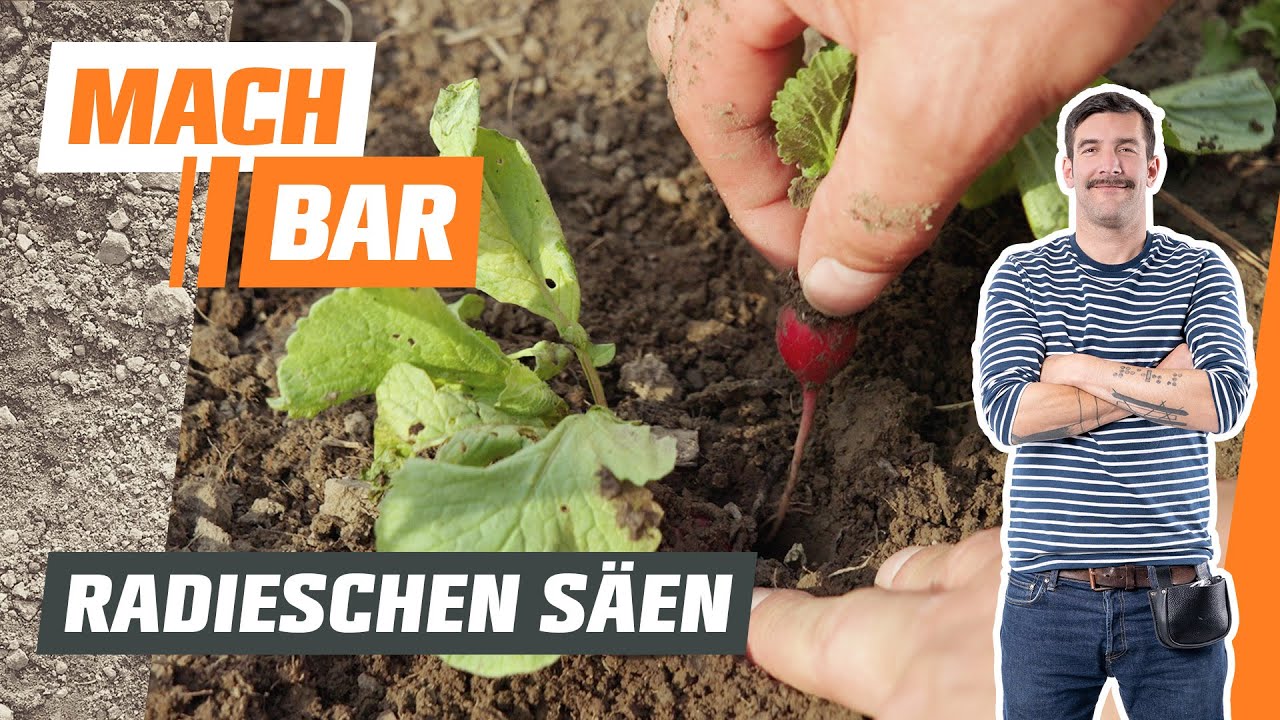 Radieschen s&auml;en & anbauen &ndash; Tipps f&uuml;r dein Gem&uuml;sebeet 🌱 | OBI