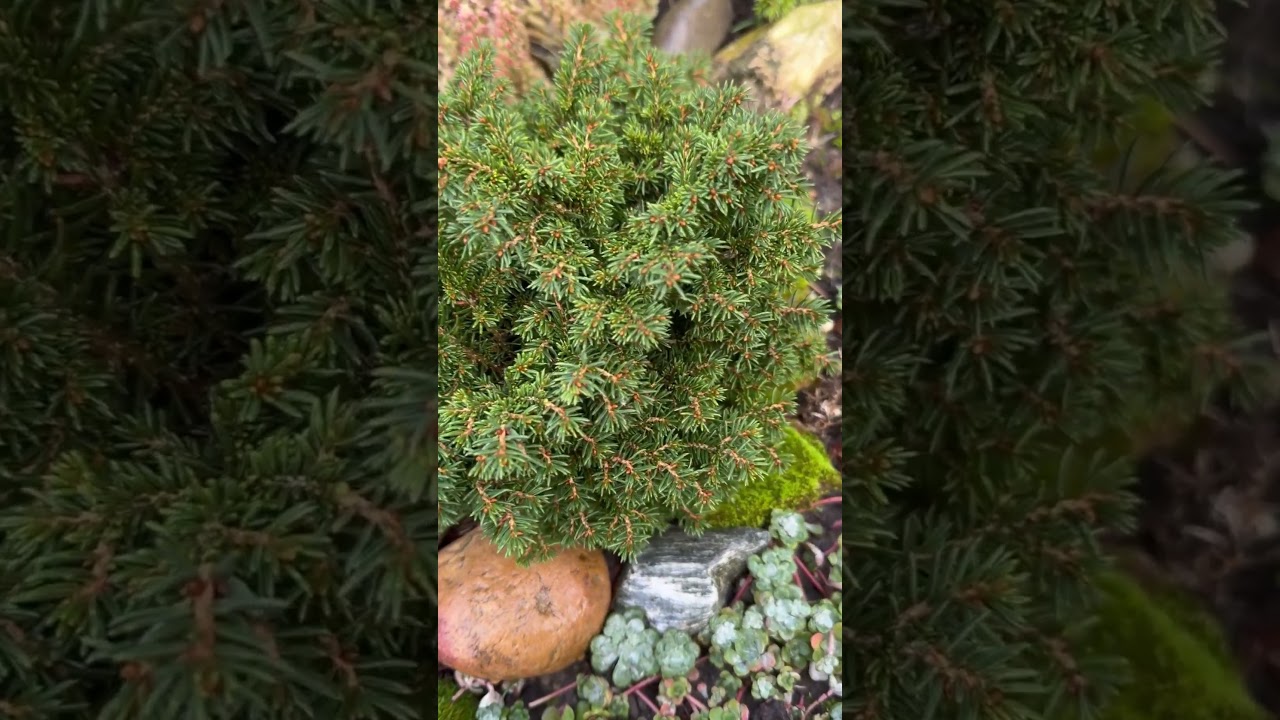 Хвойные на моей каменное горке 🧚🏻&zwj;♀️ Nadelb&auml;ume auf meinem Steinbeet 🧚🏻&zwj;♂️30.11.23..