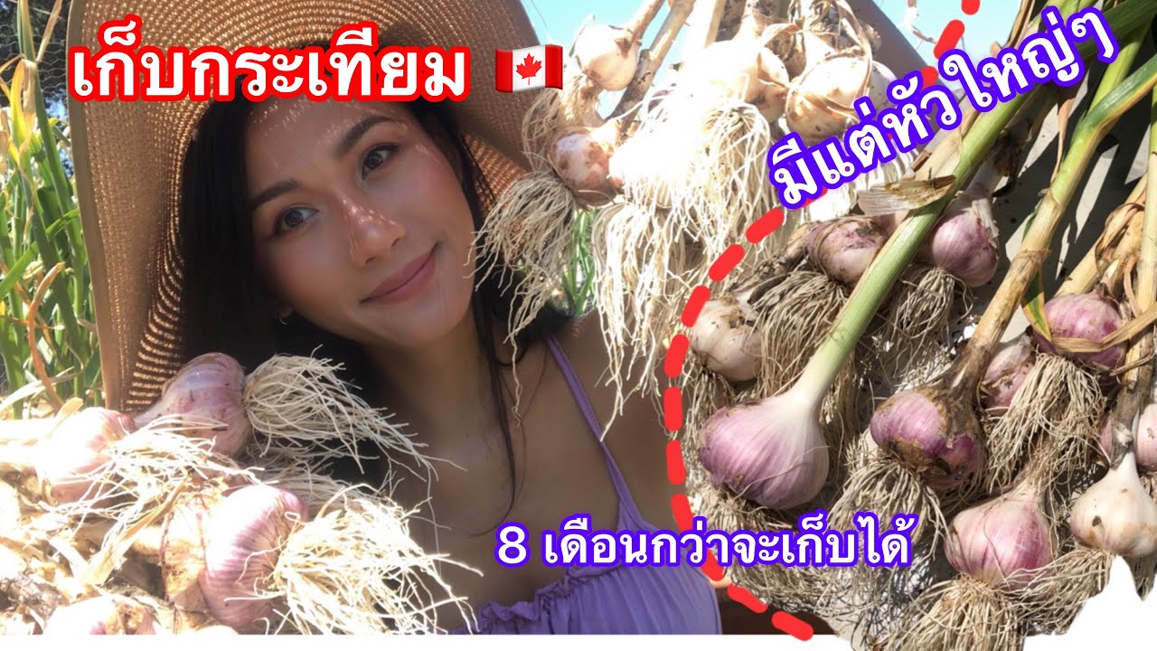 [ep.93] ถอนแล้ว !!! | อยู่ต่างประเทศ ปลูกกระเทียมกินเอง 🇨🇦 garlic Harvesting in my garden