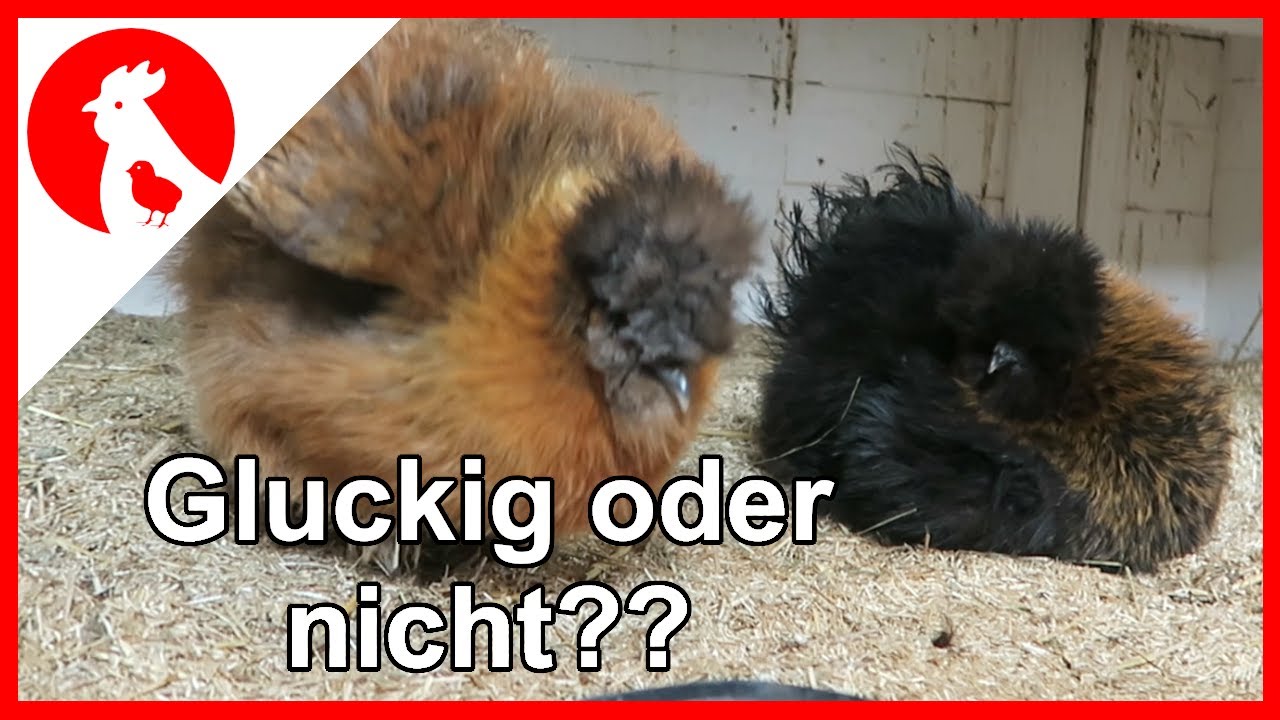 047 Wie erkenne ich eine Glucke + Kükenpyramide - Jensman and the Huhns 🐔🐣
