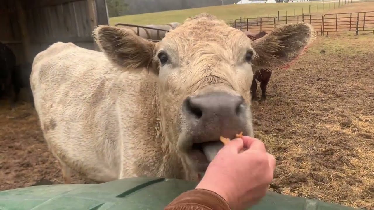 They Came Running 🤍 | Feeding the Cows