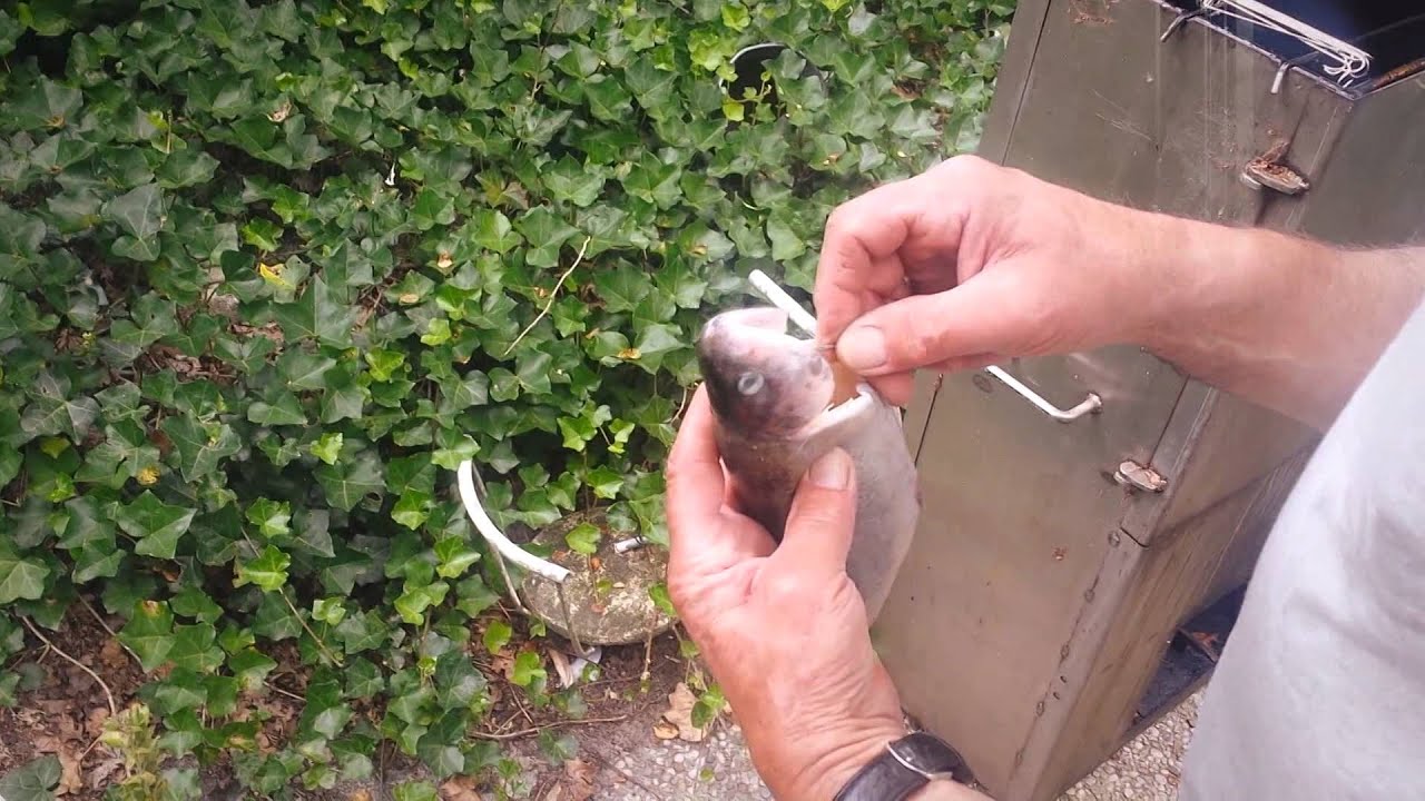 forel roken