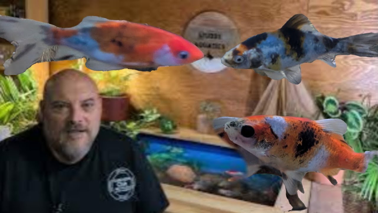 How to tell what Shubunkin Goldfish will look like when they mature