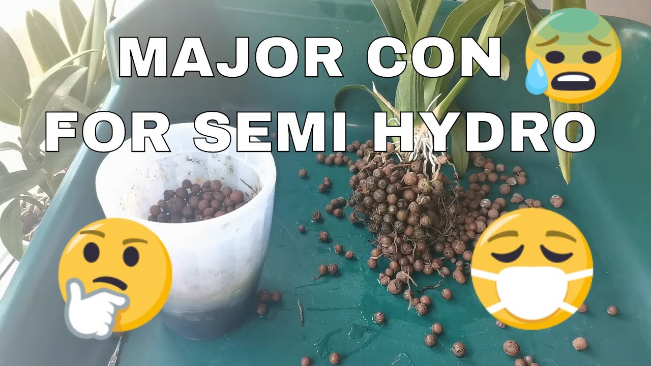 Major Con of Growing Orchids in Semi Hydro in Self Watering Pots - Fungal Disease