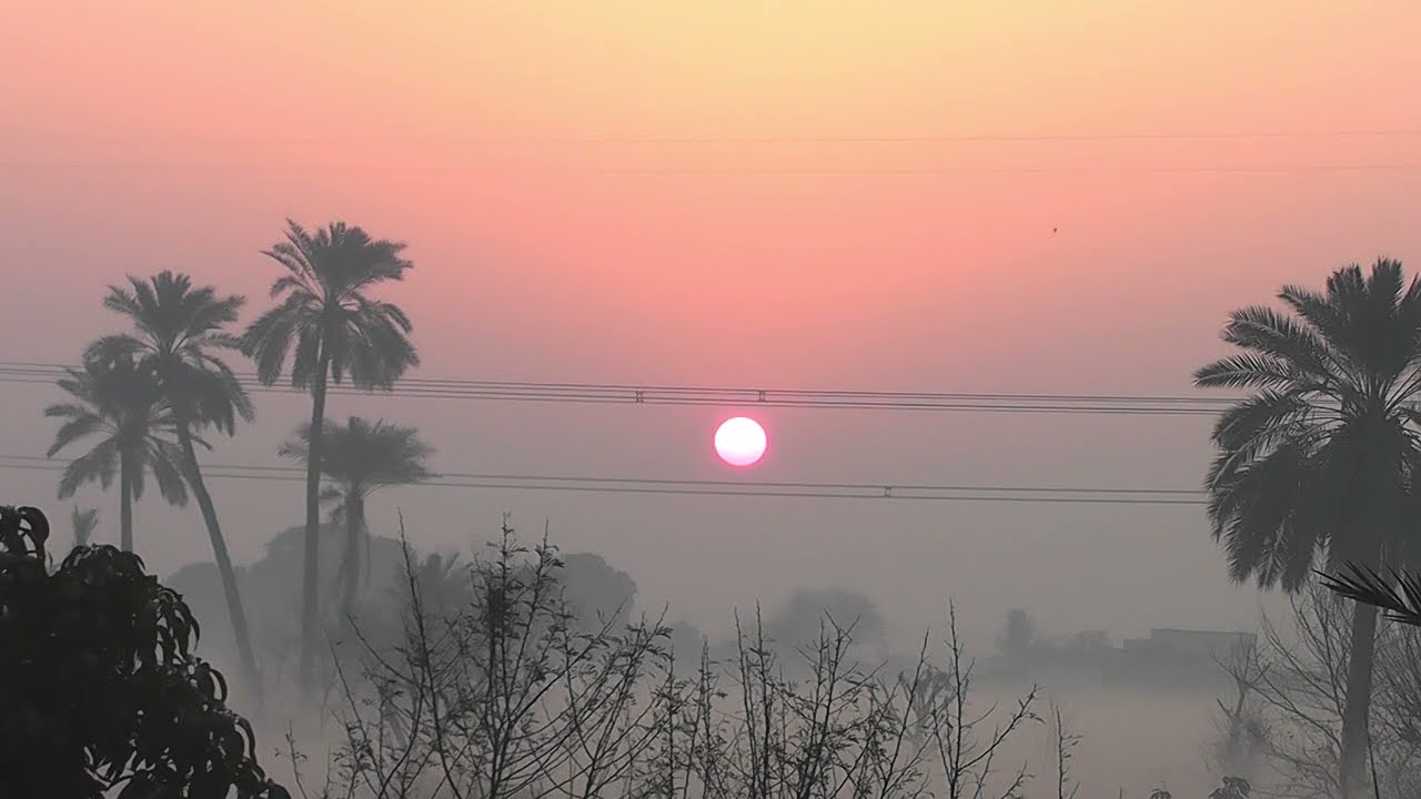 Misty Sunrise Behind Date Palm Tree | Morning Fog & Real Birds Sounds 🌅