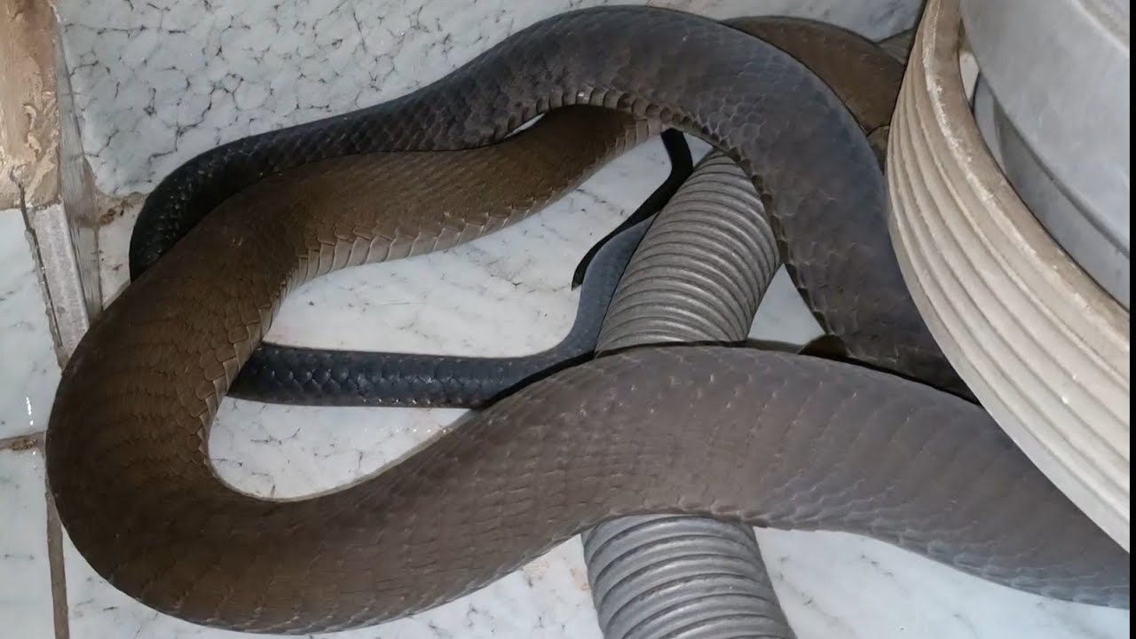 OPEN DOOR... OPEN INVITATION!!! 🐍
