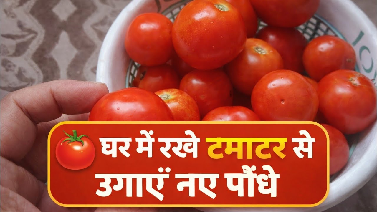 घर में रखे हुए टमाटर से नए पौधे उगाने का तरीका #tomato #organic #vegetables #terracegarden