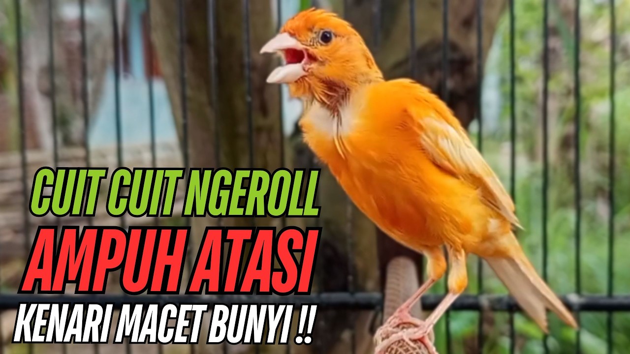 SUARA Kenari GACOR PANJANG Pancingan & masteran Kenari Paud AGAR gacor AMPUH Kenari MACET bunyii