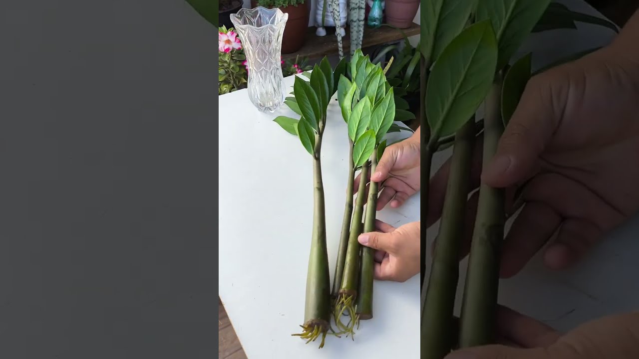 Veja que incr&iacute;vel como fazer muda de zamioculca