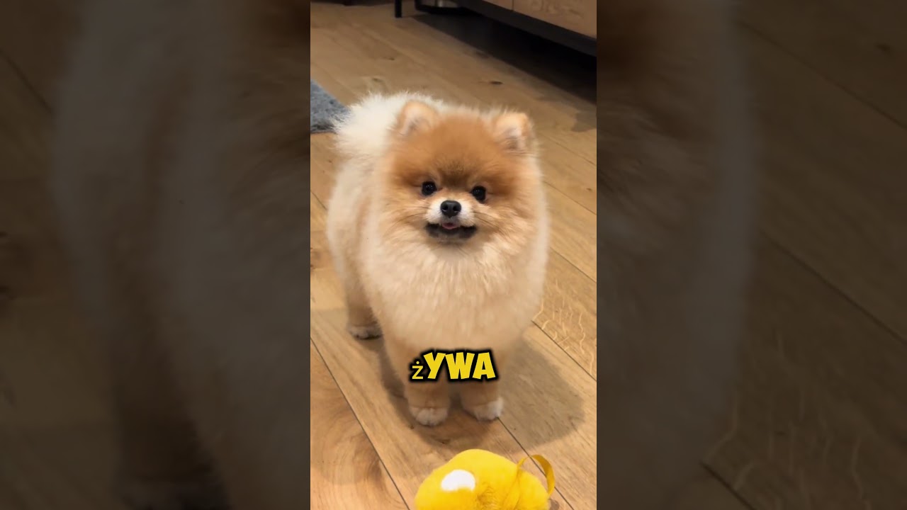 Najczęściej Wybierane Psy W Polsce 🇵🇱🐕