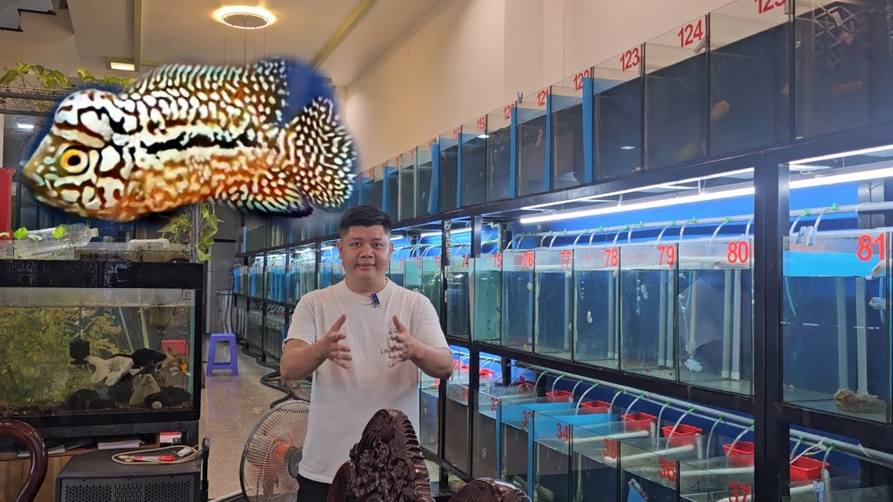 xả lô cá la hán kamfa f2 cho anh em tập chơi và trãi ngiệm kèm theo cá la hán super vip chưa từng có