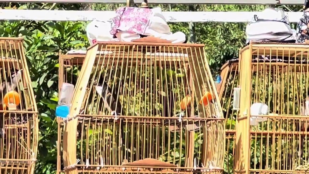 MỘC VỤ 2 SAU 2 TUẦN VỀ ĐỔI CÁM ĐỔI LỒNG RA PHÁCH ĐẤU MÊ LY// AE KẾT ALO 0335 469 682