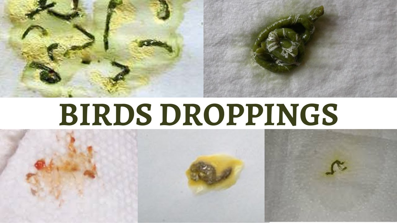 Birds Droppings @Feathershood #WorthWatching #Poop know your birds condition by seeing their poop!